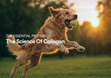 Don't Just Mask Joint Pain: The Science of Rebuilding Your Dog's Joints from Within