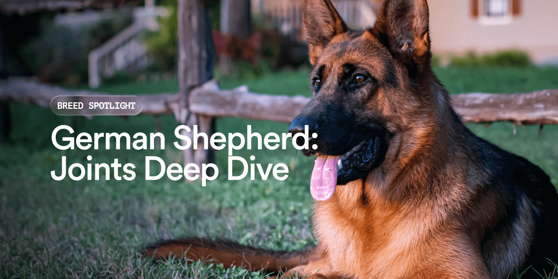 Should I Give My German Shepherd Joint Supplements? Expert Guide