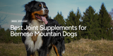 Best Joint Supplements for Bernese Mountain Dogs