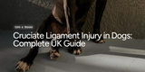 Cruciate Ligament Injury in Dogs: Complete UK Guide