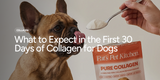 What to Expect in the First 30 Days of Collagen for Dogs