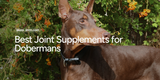 Best Joint Supplements for Dobermans