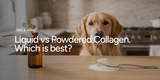 Liquid Collagen for Dogs: Does It Actually Work?