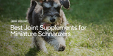 Best Joint Supplements for Miniature Schnauzers