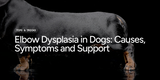 Elbow Dysplasia in Dogs: Causes, Symptoms and Support