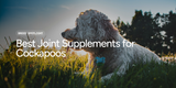 Best Joint Supplements for Cockapoos