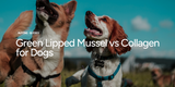 Green Lipped Mussel vs Collagen for Dogs