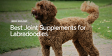 Best Joint Supplements for Labradoodles