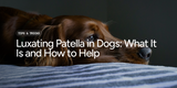 Luxating Patella in Dogs: What It Is and How to Help