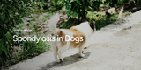 Spondylosis in Dogs