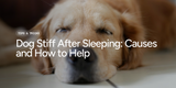 Dog Stiff After Sleeping: Causes and How to Help