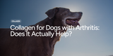 Collagen for Dogs with Arthritis: Does It Actually Help?