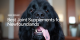 Best Joint Supplements for Newfoundlands