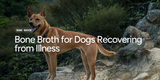 Bone Broth for Dogs Recovering from Illness