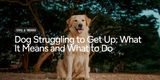 Dog Struggling to Get Up: What It Means and What to Do