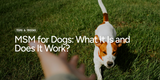 MSM for Dogs: What It Is and Does It Work?