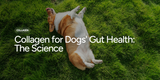 Collagen for Dogs' Gut Health: The Science