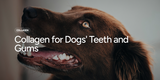 Collagen for Dogs' Teeth and Gums