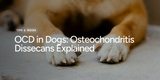 OCD in Dogs: Osteochondritis Dissecans Explained