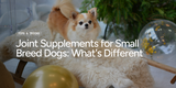 Joint Supplements for Small Breed Dogs: What's Different