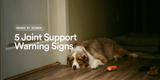 5 Warning Signs Your Dog May Need Joint Support (Backed by Science)