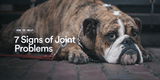 7 Signs Your Dog Has Joint Problems (And What to Do About It)