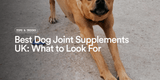 Best Dog Joint Supplements UK: What to Look For (2026 Buying Guide)
