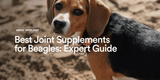 Best Joint Supplements for Beagles: Managing Weight and Joint Health Together