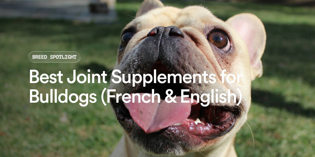 Best Joint Supplements for Bulldogs UK | French & English Guide – Pat's ...