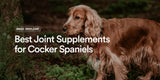 Best Joint Supplements for Cocker Spaniels: Owner's Guide