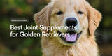 Best Joint Supplements for Golden Retrievers: Expert UK Guide