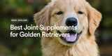 Best Joint Supplements for Golden Retrievers: Expert UK Guide