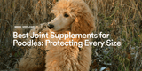 Best Joint Supplements for Poodles: Protecting Every Size