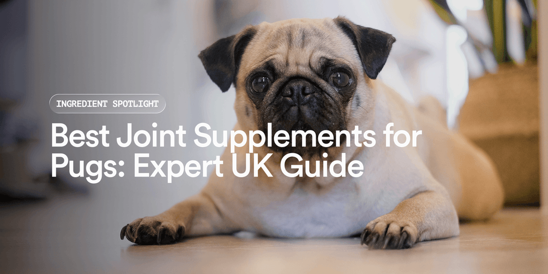 Best Joint Supplements for Pugs | UK Guide – Pat's Pet Kitchen