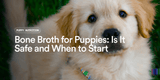 Bone Broth for Puppies: Is It Safe and When to Start