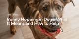Bunny Hopping in Dogs: What It Means and How to Help