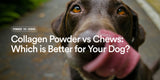 Collagen Powder vs Chews: Which is Better for Your Dog?