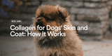Collagen for Dogs' Skin and Coat: How It Works and What to Expect