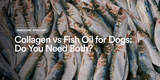 Collagen vs Fish Oil for Dogs: Do You Need Both?