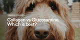 Collagen vs Glucosamine for Dogs: Which is Better?
