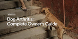 Dog Arthritis: Complete Owner's Guide