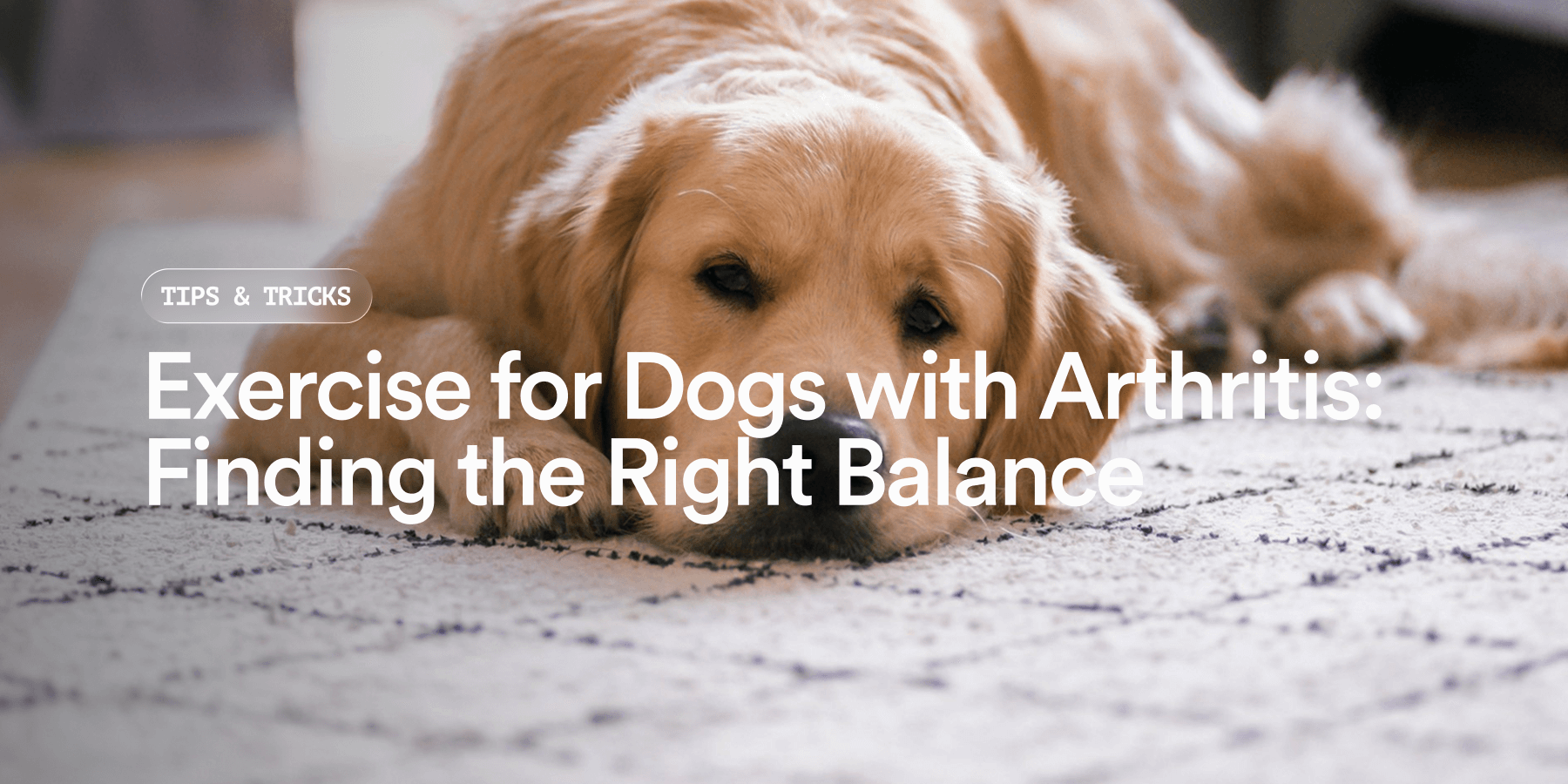 Exercise for Dogs with Arthritis: Dos & Don'ts | UK Guide – Pat's Pet ...