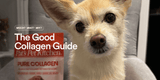 Best collagen for dogs - Pat's Pet Kitchen