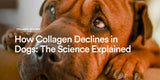 How Collagen Production Declines in Dogs: The Science Explained