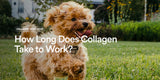 How Long Does Collagen Take to Work in Dogs? What to Expect Week by Week