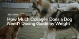 How Much Collagen Does a Dog Need? Dosing Guide by Weight