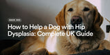 How to Help a Dog with Hip Dysplasia: Complete Guide