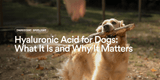 Hyaluronic Acid for Dogs: What It Is and Why It Matters for Joints