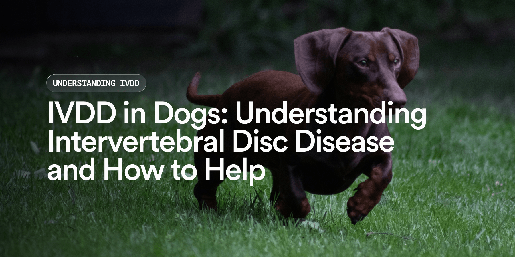 IVDD in Dogs: Disc Disease Guide | 2026 Guide – Pat's Pet Kitchen