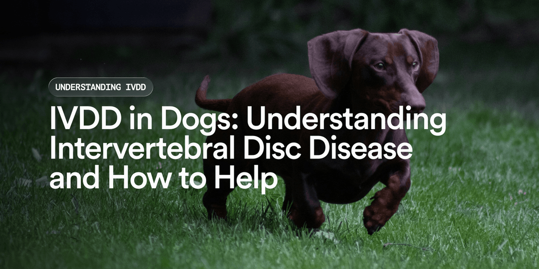 IVDD in Dogs: Disc Disease Guide | 2026 Guide – Pat's Pet Kitchen